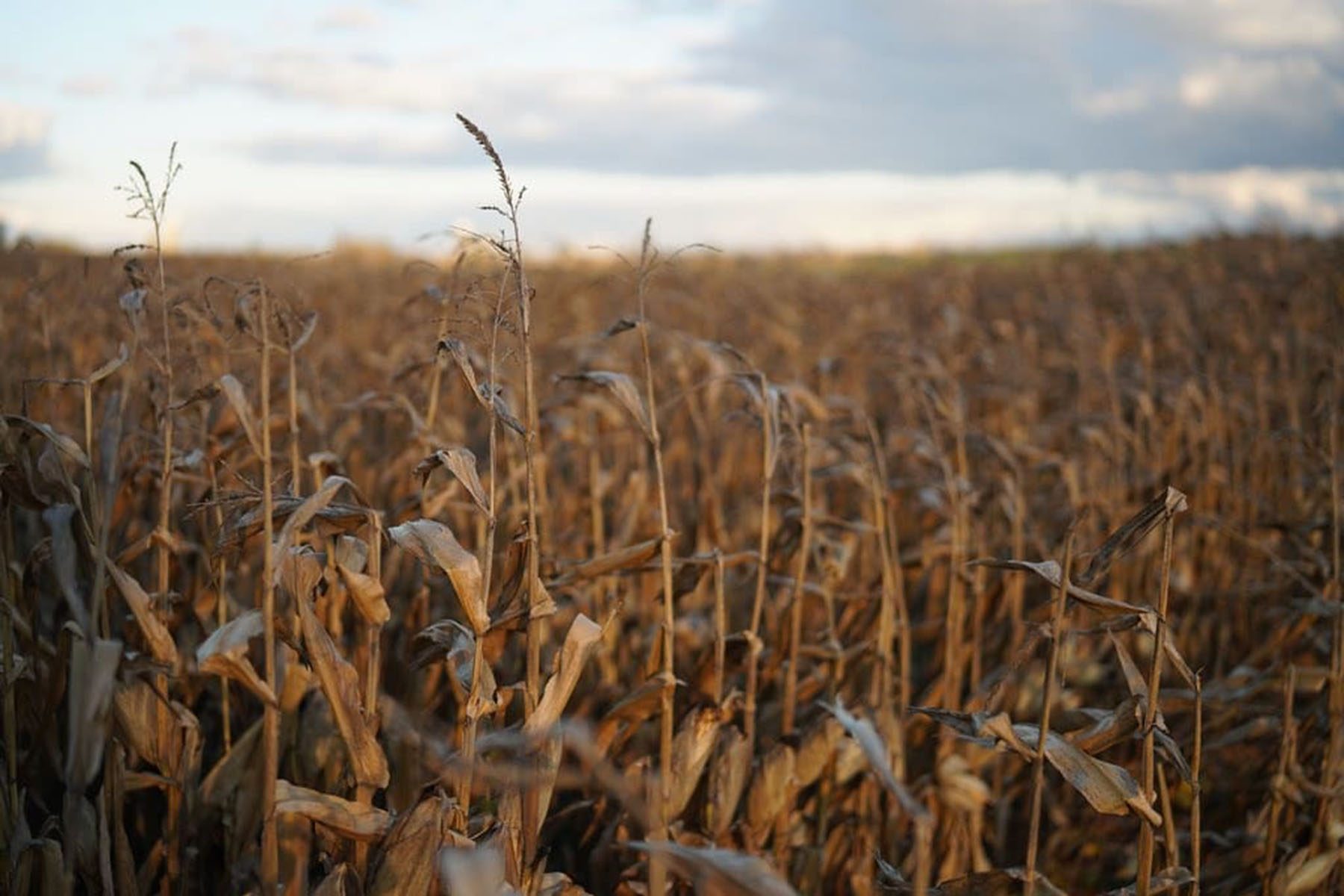 Wheat-field-