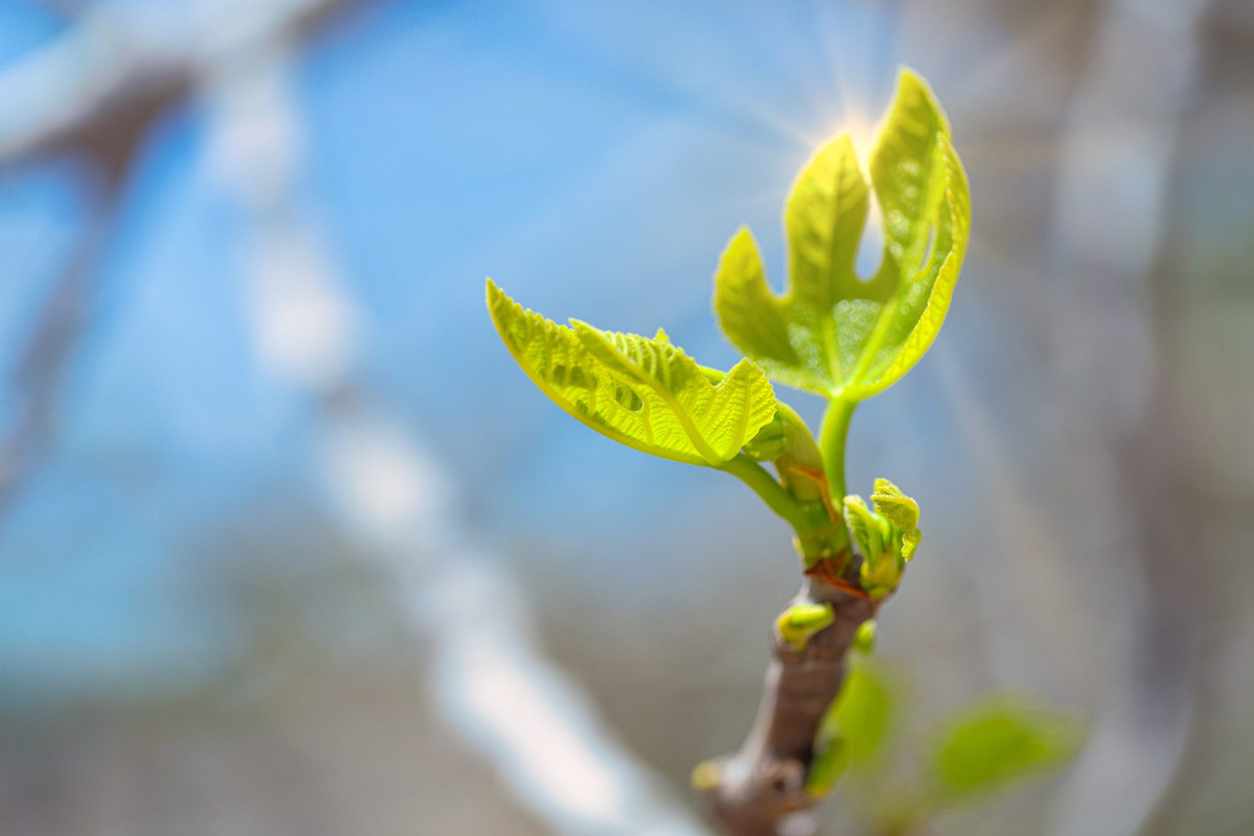 fig-tree-sprouts-and-green-figs-in-spring-sunny-we-2023-11-27-05-33-44-utc