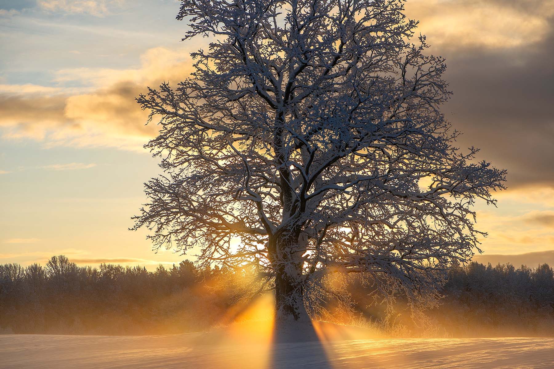 snow-covered-tree-at-sunrise-in-winter-2026-03-23-23-00-00-utc